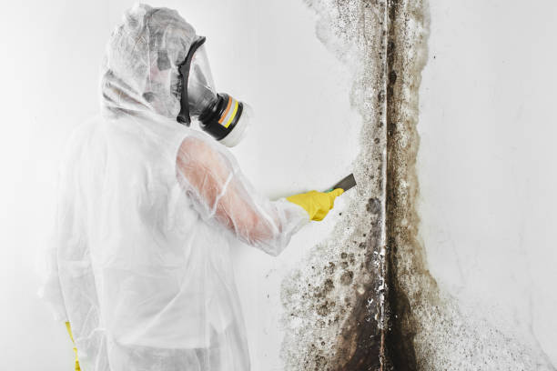 Best Mold Cleaning Services  in Gwinn, MI