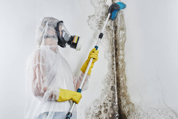 Best Toxic Mold Removal  in Gwinn, MI