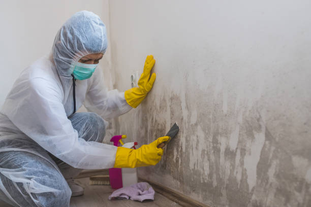 Best Commercial Mold Removal  in Gwinn, MI