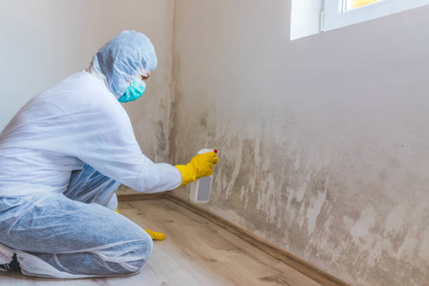 Best Attic Mold Removal  in Gwinn, MI
