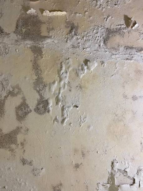 Best Black Mold Removal  in Gwinn, MI