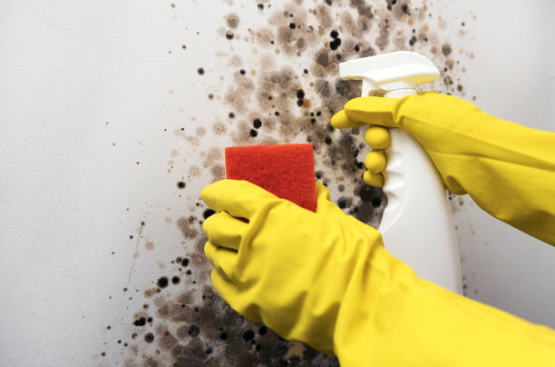 Best Same-Day Mold Removal  in Gwinn, MI