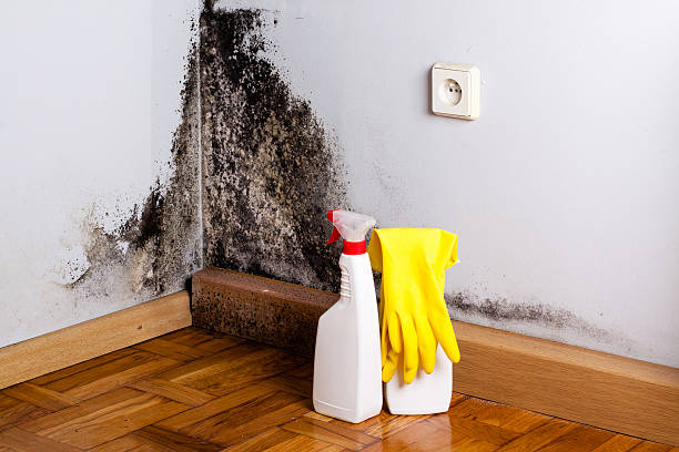 Best Crawl Space Mold Removal  in Gwinn, MI