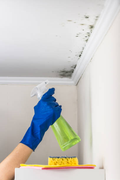 Best Residential Mold Removal  in Gwinn, MI