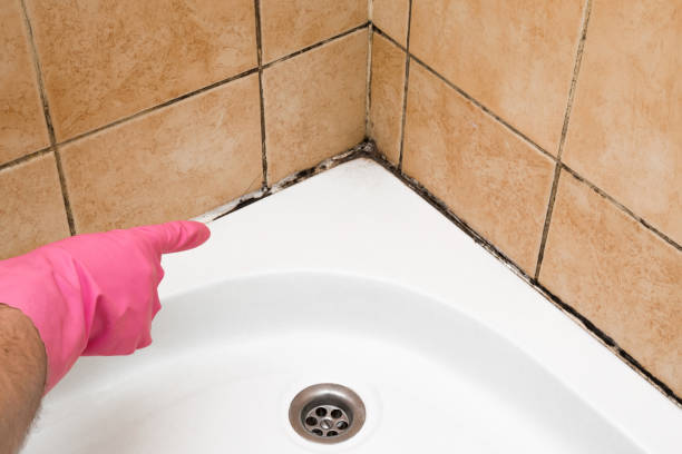 Best Certified Mold Removal  in Gwinn, MI